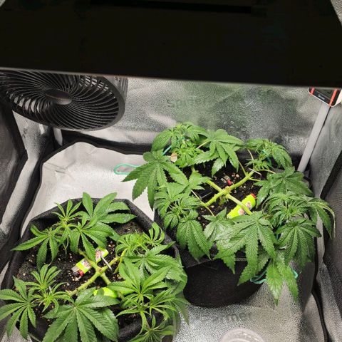 Purple Queen 🟣 [TOPPING + LST EXPERIMENT] growlog timeline photo