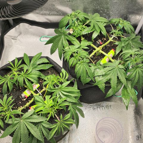 Purple Queen 🟣 [TOPPING + LST EXPERIMENT] growlog timeline photo