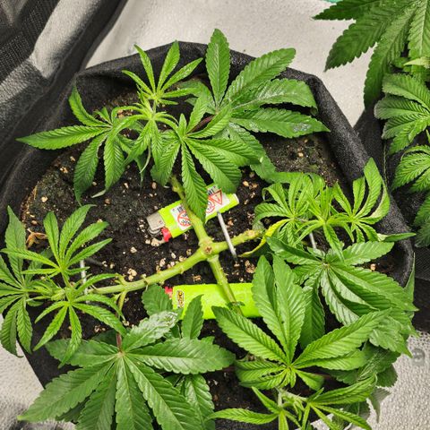 Purple Queen 🟣 [TOPPING + LST EXPERIMENT] growlog timeline photo