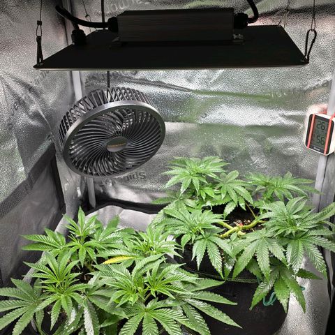Purple Queen 🟣 [TOPPING + LST EXPERIMENT] growlog timeline photo