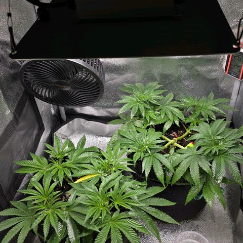 Purple Queen 🟣 [TOPPING + LST EXPERIMENT] growlog timeline photo