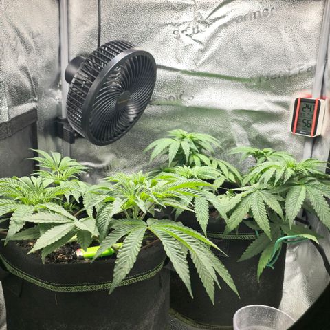 Purple Queen 🟣 [TOPPING + LST EXPERIMENT] growlog timeline photo