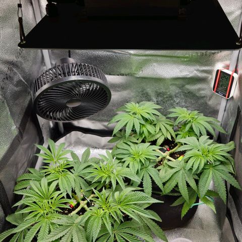 Purple Queen 🟣 [TOPPING + LST EXPERIMENT] growlog timeline photo