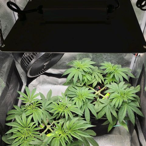 Purple Queen 🟣 [TOPPING + LST EXPERIMENT] growlog timeline photo