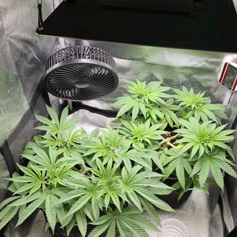 Purple Queen 🟣 [TOPPING + LST EXPERIMENT] growlog timeline photo
