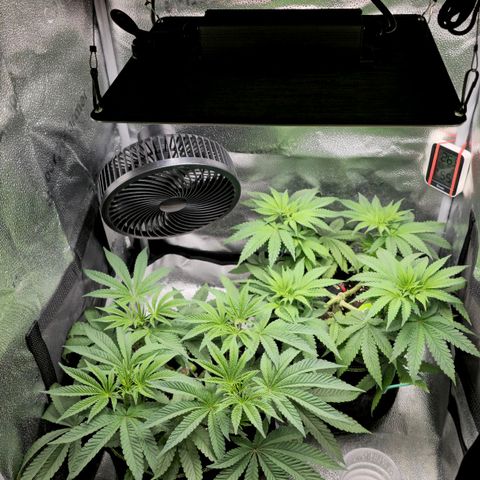 Purple Queen 🟣 [TOPPING + LST EXPERIMENT] growlog timeline photo