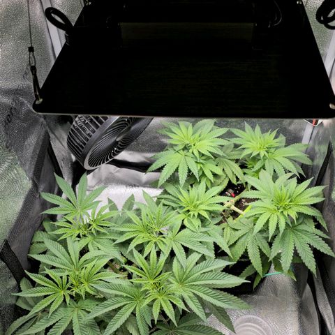 Purple Queen 🟣 [TOPPING + LST EXPERIMENT] growlog timeline photo