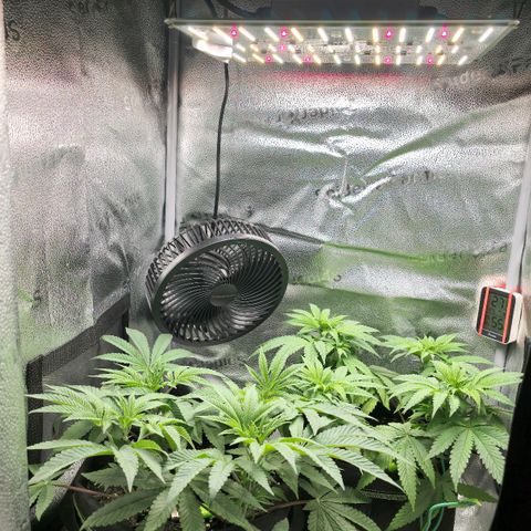 Purple Queen 🟣 [TOPPING + LST EXPERIMENT] growlog timeline photo