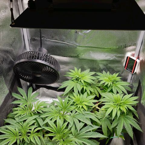 Purple Queen 🟣 [TOPPING + LST EXPERIMENT] growlog timeline photo