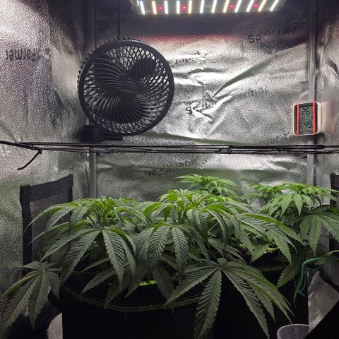 Purple Queen 🟣 [TOPPING + LST EXPERIMENT] growlog timeline photo