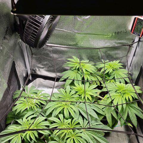 Purple Queen 🟣 [TOPPING + LST EXPERIMENT] growlog timeline photo