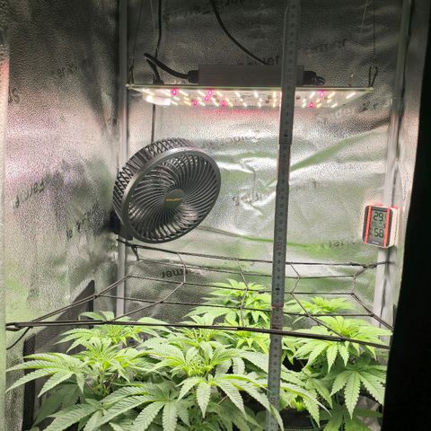 Purple Queen 🟣 [TOPPING + LST EXPERIMENT] growlog timeline photo