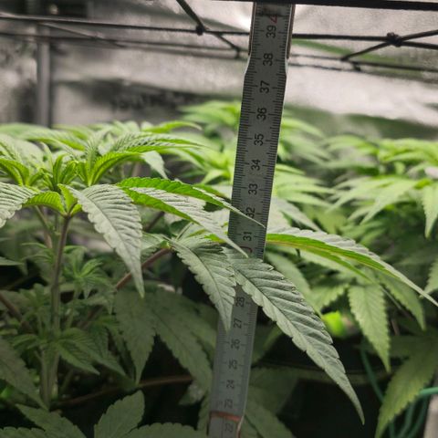 Purple Queen 🟣 [TOPPING + LST EXPERIMENT] growlog timeline photo
