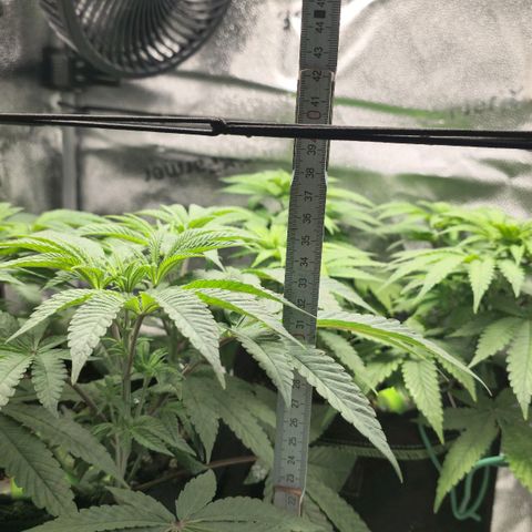 Purple Queen 🟣 [TOPPING + LST EXPERIMENT] growlog timeline photo