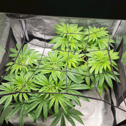 Purple Queen 🟣 [TOPPING + LST EXPERIMENT] growlog timeline photo