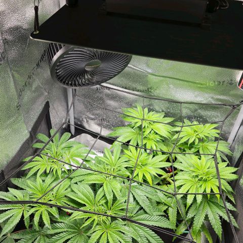 Purple Queen 🟣 [TOPPING + LST EXPERIMENT] growlog timeline photo