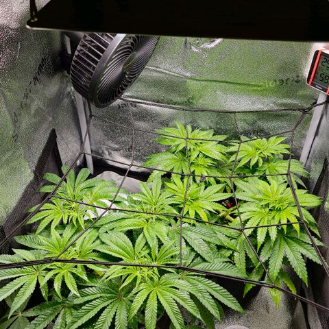 Purple Queen 🟣 [TOPPING + LST EXPERIMENT] growlog timeline photo