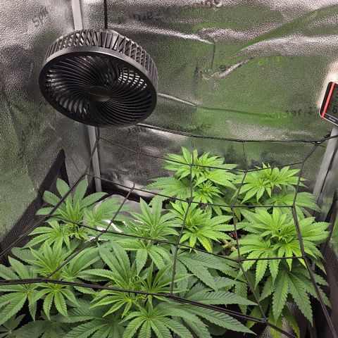 Purple Queen 🟣 [TOPPING + LST EXPERIMENT] growlog timeline photo