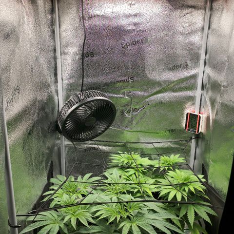 Purple Queen 🟣 [TOPPING + LST EXPERIMENT] growlog timeline photo