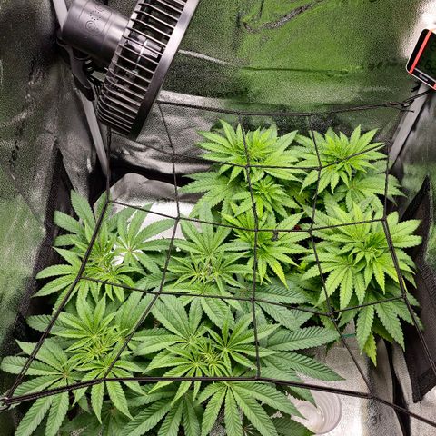 Purple Queen 🟣 [TOPPING + LST EXPERIMENT] growlog timeline photo
