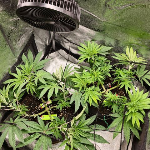 Purple Queen 🟣 [TOPPING + LST EXPERIMENT] growlog timeline photo