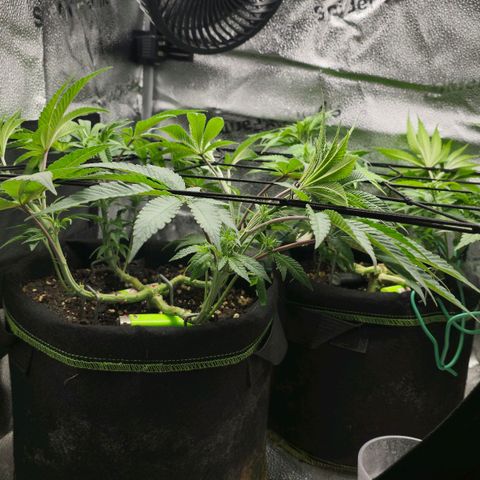 Purple Queen 🟣 [TOPPING + LST EXPERIMENT] growlog timeline photo