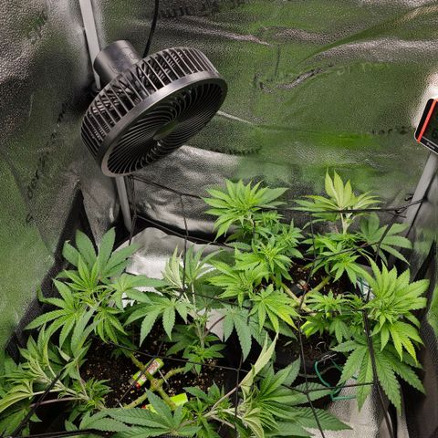 Purple Queen 🟣 [TOPPING + LST EXPERIMENT] growlog timeline photo