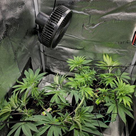 Purple Queen 🟣 [TOPPING + LST EXPERIMENT] growlog timeline photo