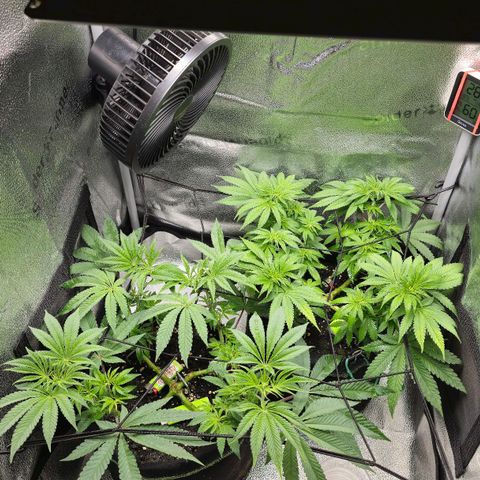 Purple Queen 🟣 [TOPPING + LST EXPERIMENT] growlog timeline photo