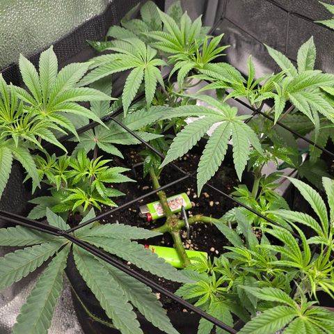 Purple Queen 🟣 [TOPPING + LST EXPERIMENT] growlog timeline photo