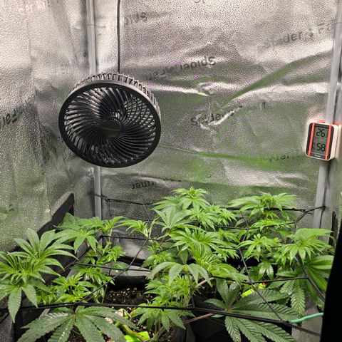 Purple Queen 🟣 [TOPPING + LST EXPERIMENT] growlog timeline photo
