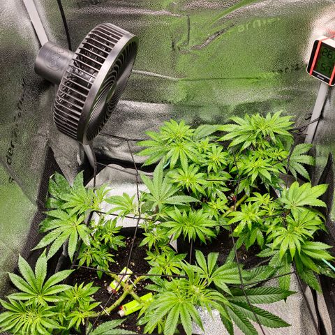 Purple Queen 🟣 [TOPPING + LST EXPERIMENT] growlog timeline photo