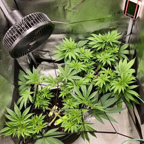 Purple Queen 🟣 [TOPPING + LST EXPERIMENT] growlog timeline photo