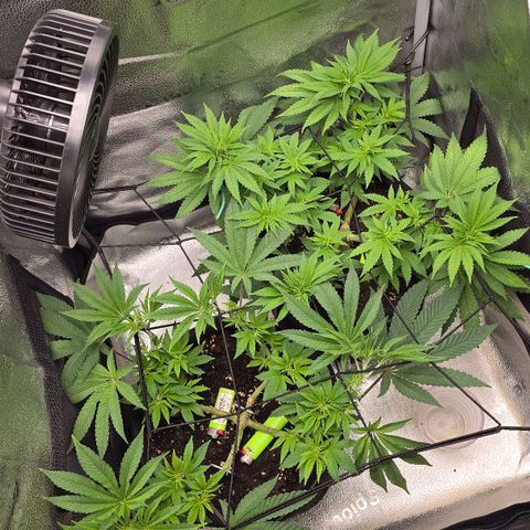 Purple Queen 🟣 [TOPPING + LST EXPERIMENT] growlog timeline photo