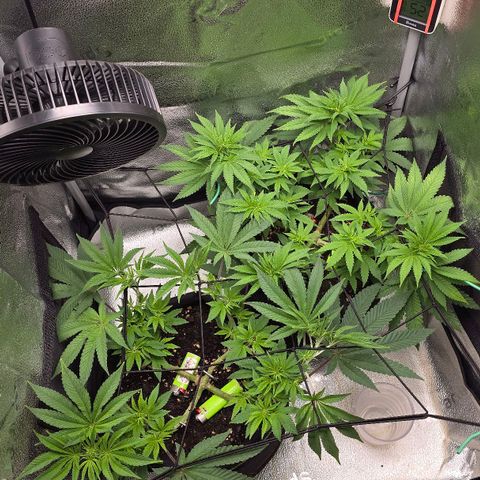 Purple Queen 🟣 [TOPPING + LST EXPERIMENT] growlog timeline photo