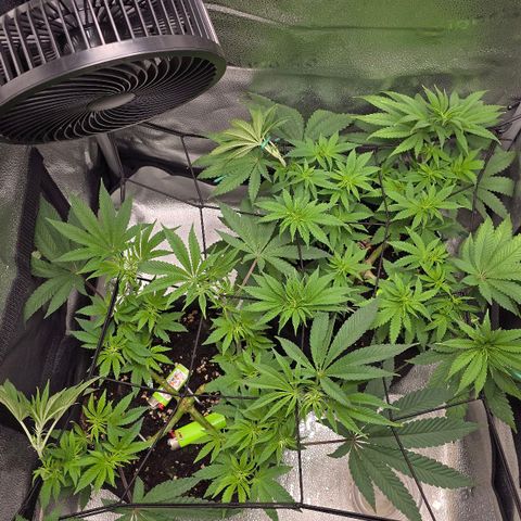 Purple Queen 🟣 [TOPPING + LST EXPERIMENT] growlog timeline photo