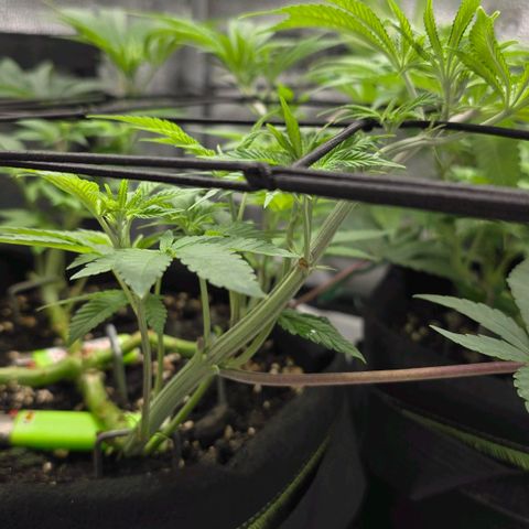 Purple Queen 🟣 [TOPPING + LST EXPERIMENT] growlog timeline photo
