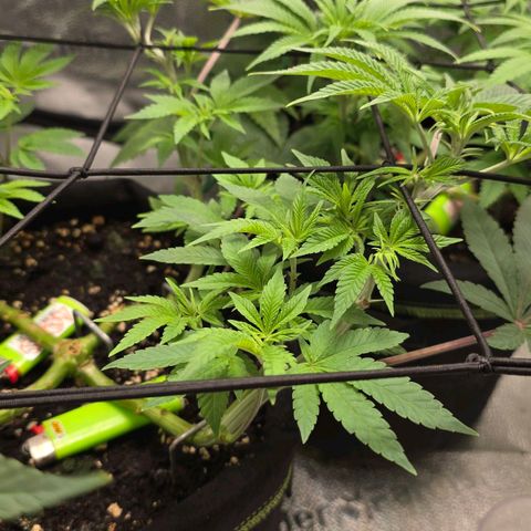 Purple Queen 🟣 [TOPPING + LST EXPERIMENT] growlog timeline photo