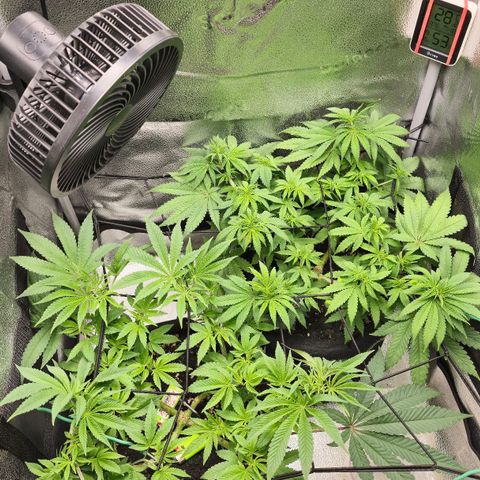Purple Queen 🟣 [TOPPING + LST EXPERIMENT] growlog timeline photo
