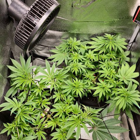 Purple Queen 🟣 [TOPPING + LST EXPERIMENT] growlog timeline photo