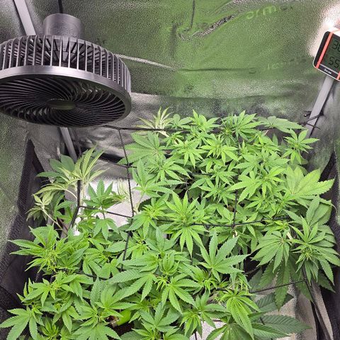 Purple Queen 🟣 [TOPPING + LST EXPERIMENT] growlog timeline photo