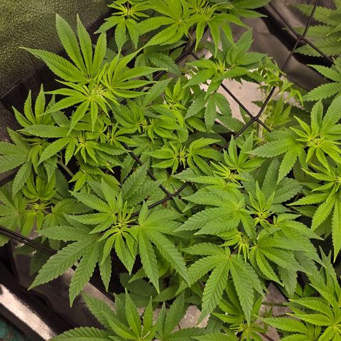Purple Queen 🟣 [TOPPING + LST EXPERIMENT] growlog timeline photo