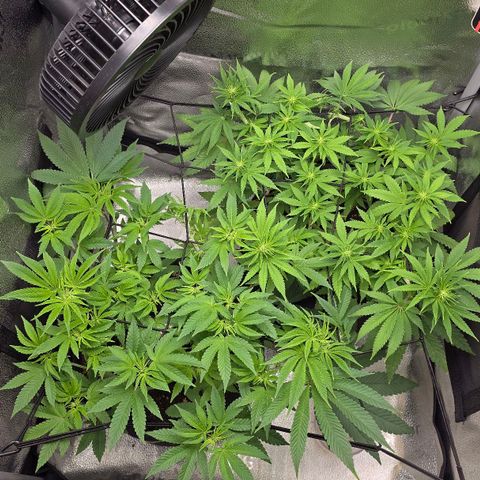 Purple Queen 🟣 [TOPPING + LST EXPERIMENT] growlog timeline photo