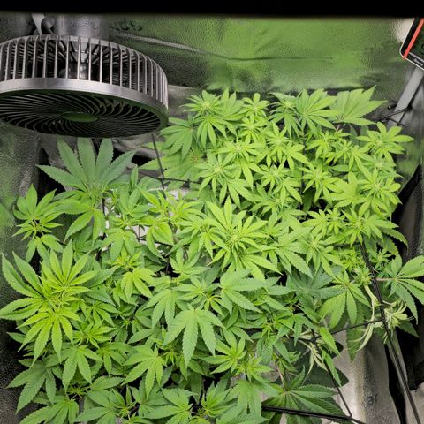 Purple Queen 🟣 [TOPPING + LST EXPERIMENT] growlog timeline photo