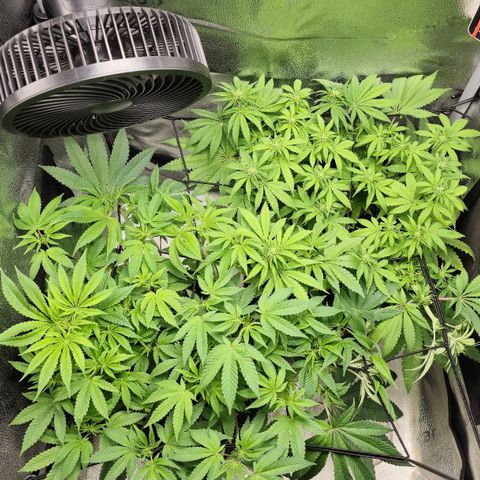 Purple Queen 🟣 [TOPPING + LST EXPERIMENT] growlog timeline photo