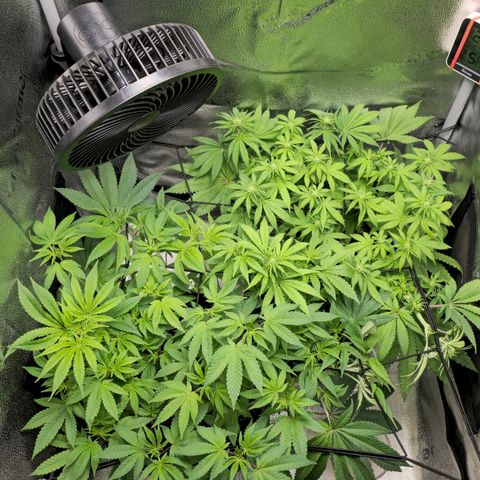 Purple Queen 🟣 [TOPPING + LST EXPERIMENT] growlog timeline photo
