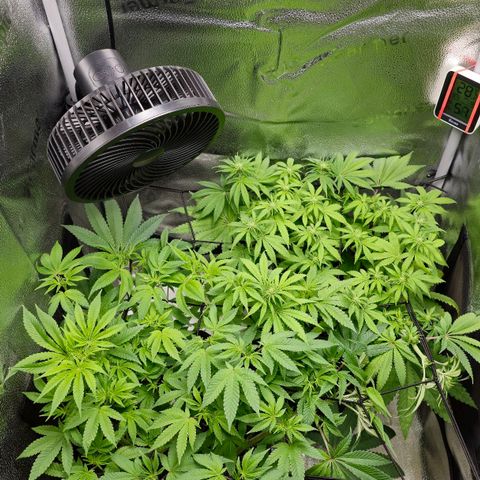 Purple Queen 🟣 [TOPPING + LST EXPERIMENT] growlog timeline photo