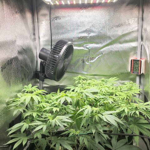 Purple Queen 🟣 [TOPPING + LST EXPERIMENT] growlog timeline photo