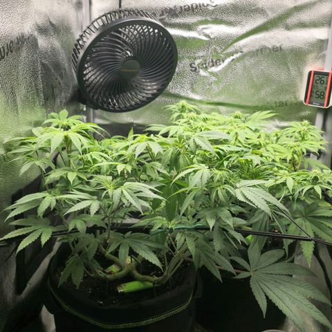 Purple Queen 🟣 [TOPPING + LST EXPERIMENT] growlog timeline photo