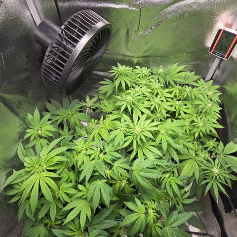 Purple Queen 🟣 [TOPPING + LST EXPERIMENT] growlog timeline photo